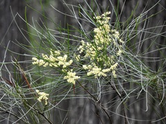 Acacia longifolia
