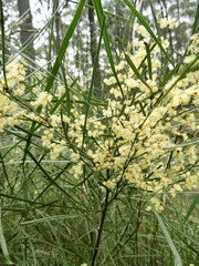 Acacia longifolia