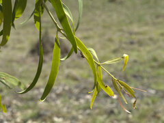 Loranthaceae
