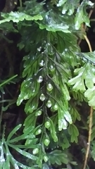 Hymenophyllum