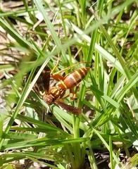 Polistes bellicosus