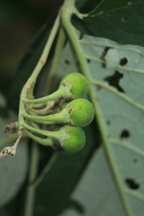 Solanum schlechtendalianum