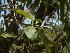 Loranthaceae