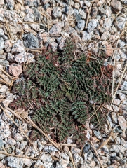 Erodium cicutarium