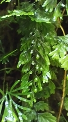 Hymenophyllum