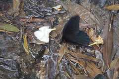 Papilio memnon thunbergii