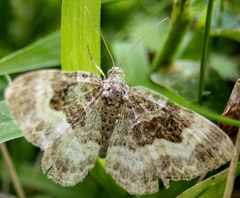 Epirrhoe alternata