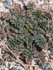Erodium cicutarium