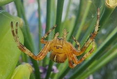 Araneus diadematus