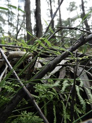 Gleichenia