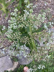 Eupatorium sessilifolium