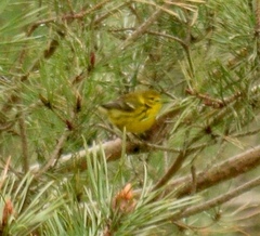 Setophaga discolor