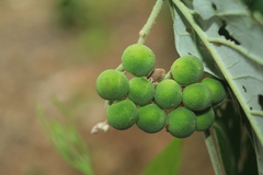 Solanum schlechtendalianum