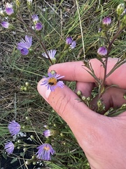 Symphyotrichum chilense