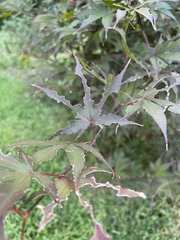 Acer