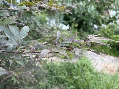 Acer