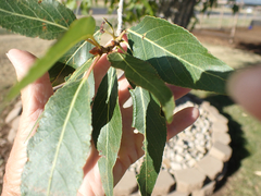 Populus angustifolia