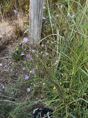 Symphyotrichum chilense