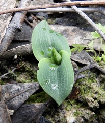 Chiloglottis valida