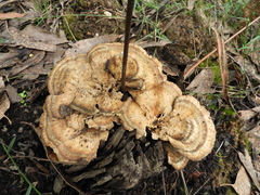 Trametes cubensis