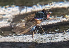 Lonchaea