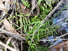 Gleichenia