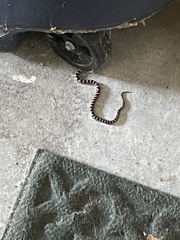 Lampropeltis triangulum