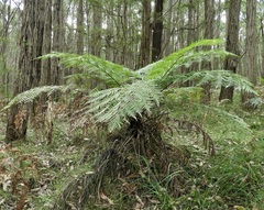 Cyathea australis