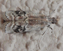 Euzophera semifuneralis