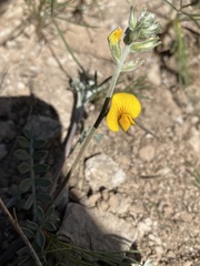 Adesmia incana