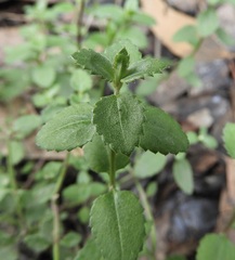 Gonocarpus tetragynus