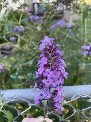 Buddleja