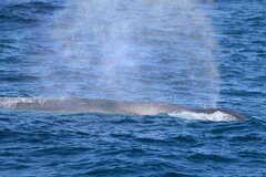 Balaenoptera physalus physalus