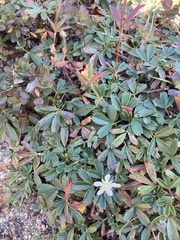 Sibbaldiopsis tridentata