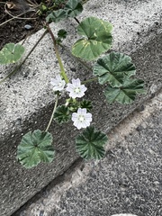 Malva neglecta