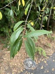 Cerasus