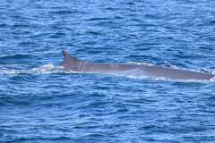 Balaenoptera physalus physalus