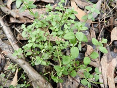 Gonocarpus tetragynus