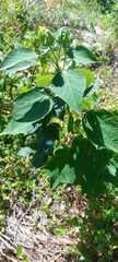 Hydrangea arborescens