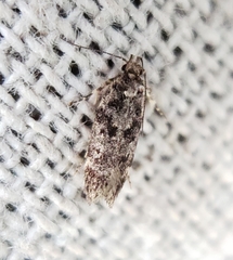 Chionodes formosella