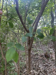 Vaccinium corymbosum