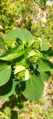 Hydrangea arborescens