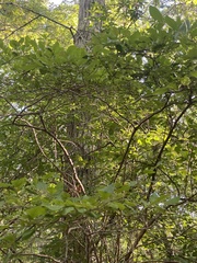 Vaccinium corymbosum