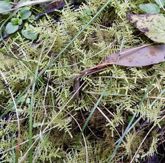 Thuidiopsis sparsa