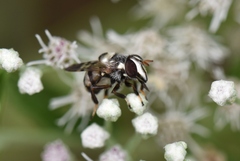 Copestylum tamaulipanum