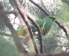 Drepanoptila holosericea