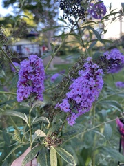 Buddleja