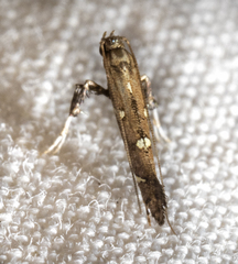 Caloptilia triadicae