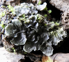 Peltigera polydactylon
