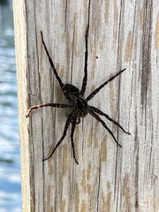 Dolomedes scriptus